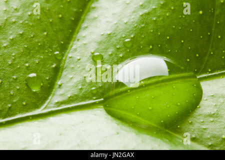 Goccia di acqua sulla lamina Foto Stock