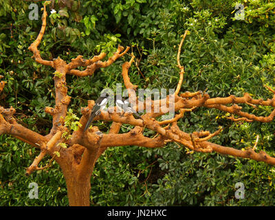 Coppia di gazza uccello appollaiate sul ramo di albero nella foresta verde, Patrasso, Grecia Foto Stock