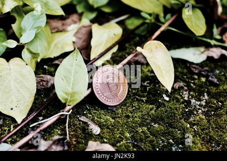 Valuta digitale fisico bitcoin in ottone moneta vicino piante e foglie verde in giardino. Foto Stock