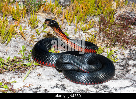 Rosso-nero panciuto Snake Foto Stock