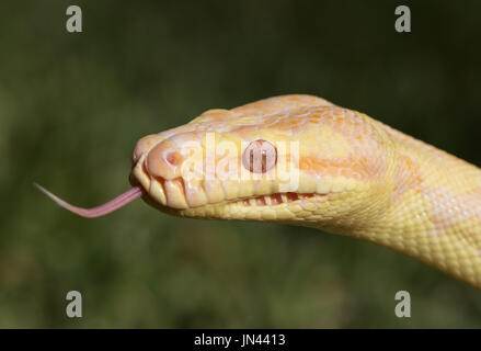 Tappeto Python Foto Stock