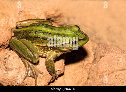 Brontolio rana di erba Foto Stock