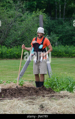 Padre infantile di contenimento nella parte anteriore pack mentre zappando nella comunità giardino, Maine, Stati Uniti d'America Foto Stock