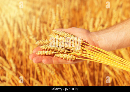 Il grano in mano d'uomo sulla soleggiata naturale dello sfondo. Man mano che tiene il golden frumento spikelets. Concetto di raccolta. Foto Stock