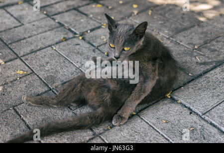 Ritratto di alien gatto con gli occhi gialli giacente su un pavimento sporco e guardare Foto Stock