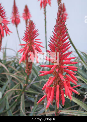 Aloe Vera, red hot poker tipo fiore Foto Stock