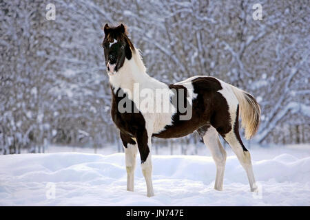 Bianco e nero vernice puledro in piedi in un campo di neve fresca Foto Stock