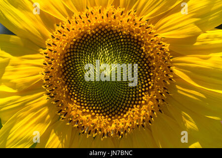 Comune, girasole Helianthus annuus, delle asteraceae famiglia. Foto Stock
