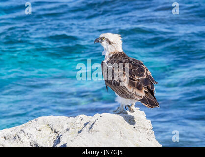 La parte orientale Falco pescatore (Pandion cristatus), un diurna, pesce-mangiare gli uccelli rapaci, fotografato a Rottnest Island vicino a Perth in Australia Occidentale. Foto Stock