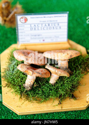 Mantova, Italia - 22 Ottobre 2016: Lactarius deliciosus alla mostra micologica dei funghi a Mantova, Lombardia, Italia Foto Stock