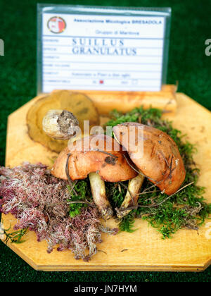 Mantova, Italia - 22 Ottobre 2016: Suilus granulatus a mostra micologica dei funghi a Mantova, Lombardia, Italia Foto Stock