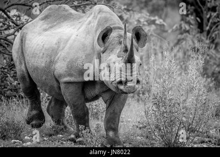 Il rinoceronte nero con protagonista presso la telecamera in bianco e nero nel parco nazionale di Etosha, Namibia. Foto Stock