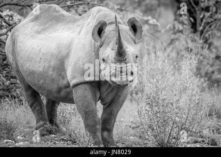 Il rinoceronte nero con protagonista presso la telecamera in bianco e nero nel parco nazionale di Etosha, Namibia. Foto Stock