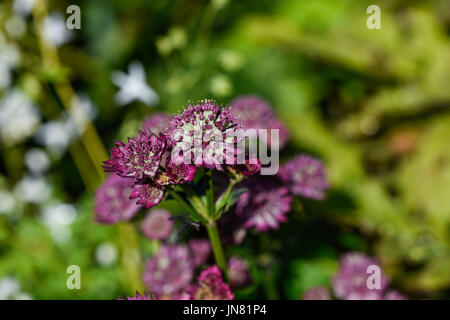 Astrantia 'Hadspen Sangue" prosperano in un giardino boscoso, su un streambank o in un confine umido Foto Stock