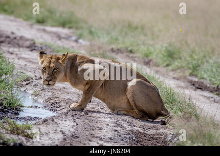 Leone seduto e con protagonista la fotocamera nella Central Kalahari Game Reserve, il Botswana. Foto Stock