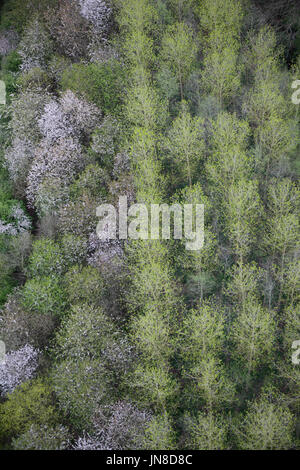 Fotografia aerea di alberi Foto Stock