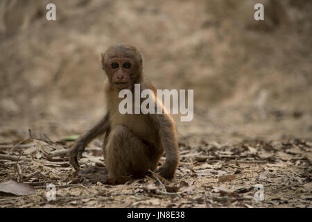 Carino monkey Foto Stock