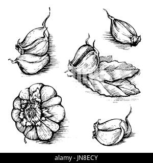 Disegnata a mano insieme di aglio con foglie di alloro. Erbe e spezie schizzo illustrazione isolati su sfondo bianco. Foto Stock