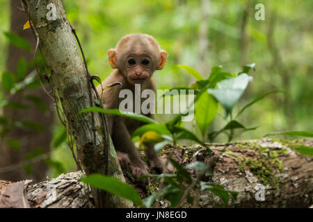 Carino monkey Foto Stock