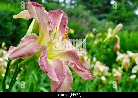 Una luce di colore rosso e giallo luminoso daylily & le parti del fiore sono evidenziate in questo perenne letto giardino attraverso l uso di una profondità di campo ridotta. Foto Stock