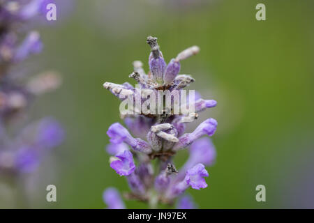 Le foglie e le teste dei fiori sono spesso essiccate per uso in bustine o pot-pourri. Se coltivate per l'essiccazione di cui avete bisogno per cur le teste dei fiori prima che essi siano ful Foto Stock