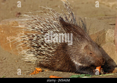 Indian Porcupine / (Hystrix indica, Hystrix leucura) / Indian Istrice | Weissschwanz-Stachelschwein / (Hystrix indica, Hystrix leucura) Foto Stock