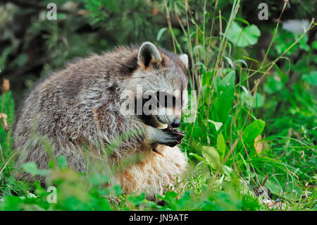 Procione, Renania settentrionale-Vestfalia, Germania / (Procione lotor) / Comune Raccoon, North American Raccoon, Northern Raccoon | Waschbaer / (Procione lotor) Foto Stock