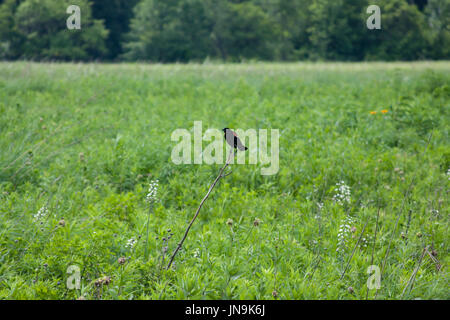 Black Bird seduto su stick Foto Stock