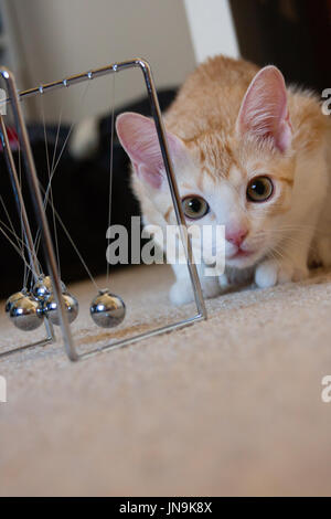 Gatto cercando curiosamente Foto Stock