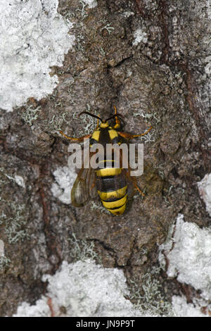 Hornet Clearwing Tarma (Sesia apiformis) femmina a riposo sul tronco di albero, Estonia, Luglio Foto Stock