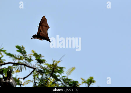 Frutta gigante bat in volo, Sri Lanka Foto Stock