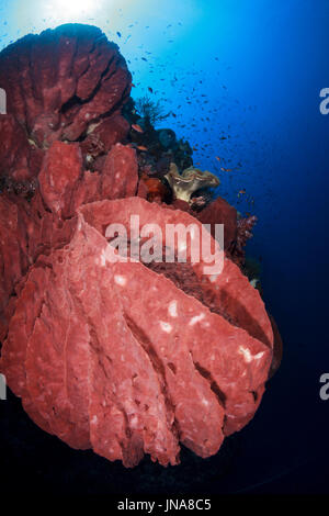 Coral reef scena nel sud della Banda mare isole dimenticate, Indonesia Foto Stock