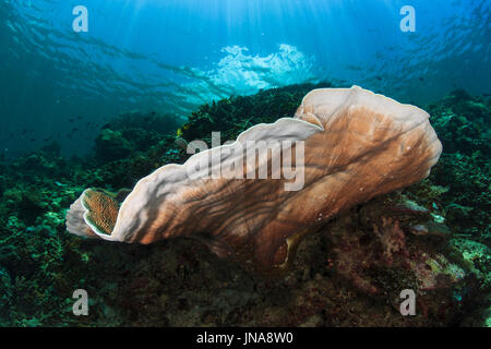 Coral reef scena nel sud della Banda mare isole dimenticate, Indonesia Foto Stock