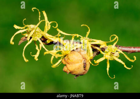 Comune di Amamelide, ramoscello con fiori e frutta / (Hamamelis Virginiana) / American Amamelide Foto Stock