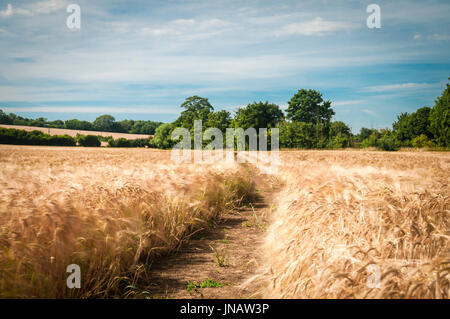 18 luglio 2017, il raccolto di orzo soffiando nel pomeriggio il vento, Suffolk, Inghilterra, presa con una decina di arresto del filtro di lente. Foto Stock