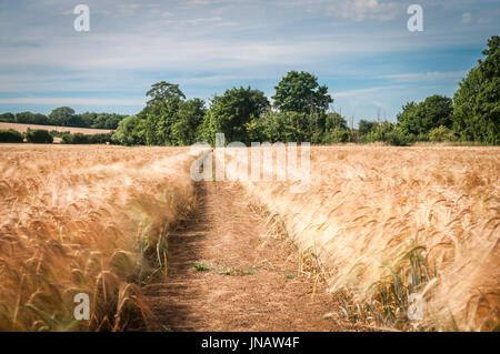 18 luglio 2017, il raccolto di orzo soffiando nel pomeriggio il vento, Suffolk, Inghilterra, presa con una decina di arresto del filtro di lente. Foto Stock