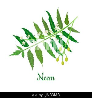 Neem o nimtree. Erbe ayurvedica. La salute e la natura. pianta medicinale. Design per olio essenziale, cosmetici naturali, prodotti sanitari, aromaterapia, Illustrazione Vettoriale