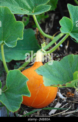 Cimelio di famiglia Squash sulla vite cresce in una comunità giardino su Bainbridge Island, WA. Stati Uniti d'America Foto Stock