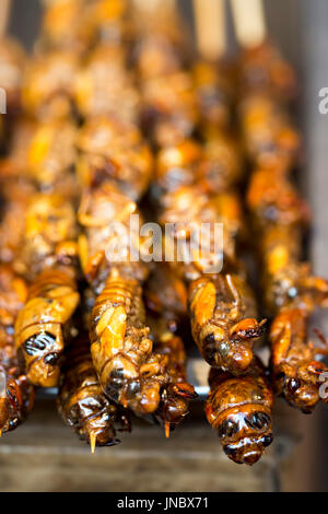 Grill e fritto silkworm pupe su stick da Wangfujing street a Pechino, Cina Foto Stock