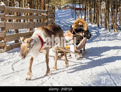 Rovaniemi, Finlandia - 6 Marzo 2017: Donna mentre le renne giro in slitta in inverno Rovaniemi, Lapponia, Finlandia settentrionale Foto Stock