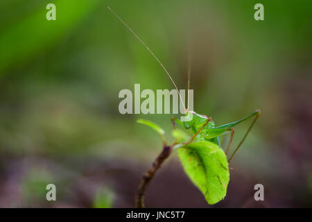 Chiazzato bush-cricket (Leptophyes punctatissima preening). Maschio adulto insetto in famiglia Tettigoniidae, ordine Orthoptera Foto Stock