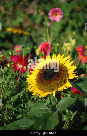 Il girasole cresce in un giardino fiorito, Kingston, WA USA Foto Stock