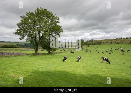 Bestiame bovino di caseificio in lussureggianti campi del Peak District campagna, Derbyshire, in Inghilterra. Foto Stock