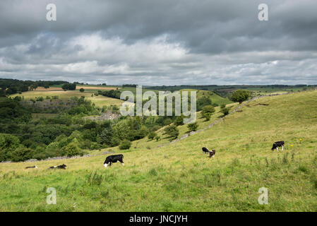 Le mucche al pascolo nei campi del picco bianco vicino a Buxton, Derbyshire, in Inghilterra. Foto Stock