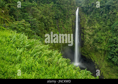 Akaka Falls in Akaka Falls State Park, Hamakua Coast, isola di Hawaii. Foto Stock