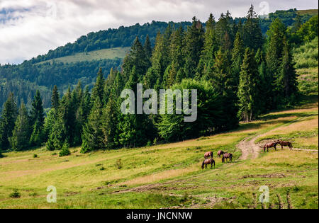 Cavalli al pascolo in prossimità della strada in una radura in corrispondenza del bordo della foresta Foto Stock