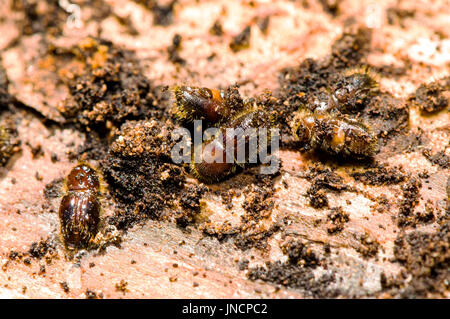 In abete europeo scolitidi (Ips typographus) girato in abete rosso. Foto Stock