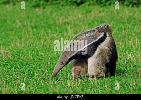 Giant Anteater / (Myrmecophaga tridactyla) | Grosser Ameisenbaer / (Myrmecophaga tridactyla) Foto Stock