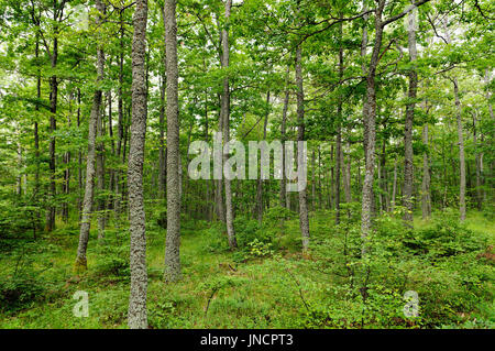 Boschi di cerro (Quercus cerris) e carpino europeo (Carpinus betulus) girato sulla montagna Jastrebac (Serbia). Foto Stock