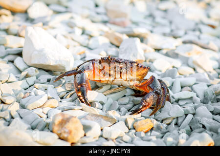 Granchio di mare sulla costa rocciosa del mare. Foto Stock